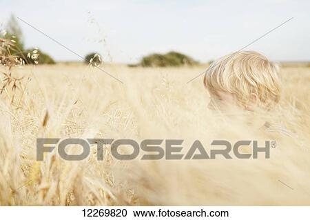 Young boy with golden hair barely visible as he walks through golden wheat field during harvest season; Three Hills, Alberta, Canada View Large Photo Image Stock Image - Young boy with golden hair barely visible as he walks through golden wheat field during harvest season; Three Hills, Alberta, Canada. Fotosearch