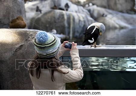Young girl takes a photo of a male Eider at the Sea Life Center, Seward, Alaska View Large Photo Image Stock Image - Young girl takes a photo of a male Eider at the Sea Life Center, Seward, Alaska. Fotosearch