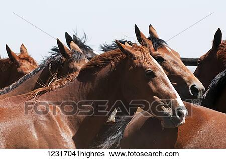 Stock Photograph - Young horses in a corral; Argentina. Fotosearch