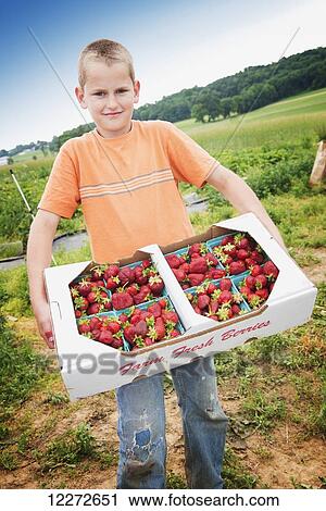 Stock Image - Young man helps on the family strawberry farm moving a flat of strawberries ready to ship; Strasburg, Pennsylvania, United States of America. Fotosearch