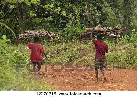 Young men walking down dirt road with large piles of wood on their heads, Zomba plateau; Malawi View Large Photo Image Stock Photograph - Young men walking down dirt road with large piles of wood on their heads, Zomba plateau; Malawi. Fotosearch