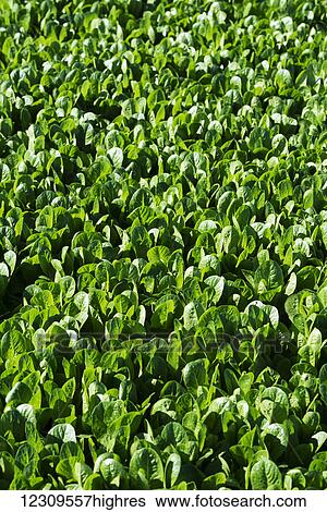 Young romaine lettuce; Gonzales, California, United States of America View Large Photo Image Stock Photograph - Young romaine lettuce; Gonzales, California, United States of America. Fotosearch