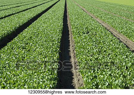 Young romaine lettuce; Gonzales, California, United States of America View Large Photo Image Stock Photograph - Young romaine lettuce; Gonzales, California, United States of America. Fotosearch