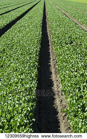 Young romaine lettuce; Gonzales, California, United States of America View Large Photo Image Stock Photograph - Young romaine lettuce; Gonzales, California, United States of America. Fotosearch