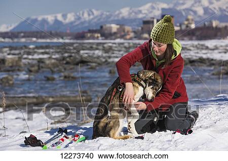 Stock Image - Young woman puts a harness on her Alaska Husky in order to skijor and skate ski on the Tony Knowles Coastal Trail, Anchorage, Southcentral Alaska. Fotosearch