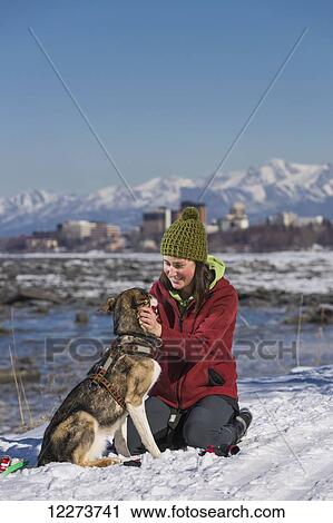 Stock Image - Young woman puts a harness on her Alaska Husky in order to skijor and skate ski on the Tony Knowles Coastal Trail, Anchorage, Southcentral Alaska. Fotosearch