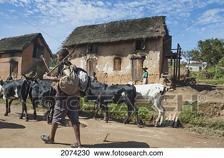 Zebu Herd In A Village Along The Road Between Fianarantsoa & Ranomafana, Fianarantsoa Province, Madagascar View Large Photo Image Stock Image - Zebu Herd In A Village Along The Road Between Fianarantsoa & Ranomafana, Fianarantsoa Province, Madagascar. Fotosearch