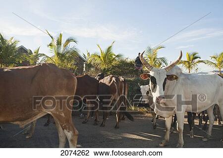 Stock Image - Zebu Herd Near Ranohira, Fianarantsoa Province, Madagascar. Fotosearch