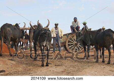 Stock Photo - Zebu Market In Antananarivo, Madagascar. Fotosearch