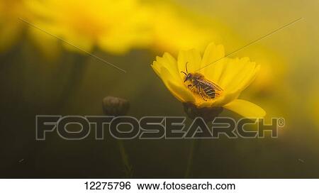 A bee on a bright yellow flower; Sharon Valley, Israel View Large Photo Image Stock Photograph - A bee on a bright yellow flower; Sharon Valley, Israel. Fotosearch