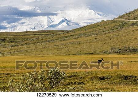 Stock Photo - A Caribou stands in a green meadow in front of Mt. Mckinley on a cloudy day in Denali National Park; Alaska, United States of America. Fotosearch