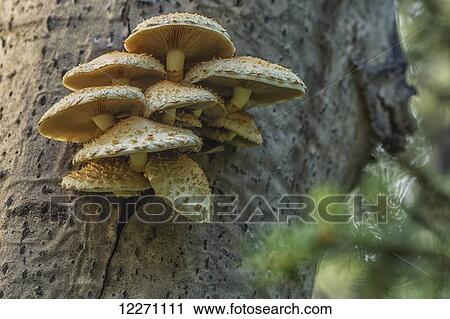Stock Image - A cluster of mushrooms grows on a tree near Mayo; Yukon, Canada. Fotosearch