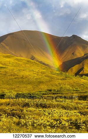 Stock Photo - A colorful rainbow lights up the evening green tundra in Highway Pass in Denali National Park; Alaska, United States of America. Fotosearch