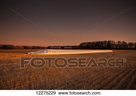 Stock Photo - A crop of wheat glowing in the sunset; Manitoba, Canada. Fotosearch