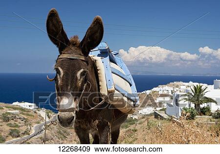 A donkey in a field; Sifnos, Cyclades, Greek Islands, Greece View Large Photo Image Stock Photo - A donkey in a field; Sifnos, Cyclades, Greek Islands, Greece. Fotosearch