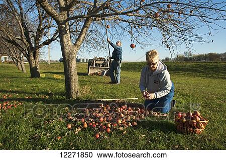 Stock Image - A farmer and his wife harvest apples in autumn from the trees on their farm, near Northrop; Minnesota, United States of America. Fotosearch