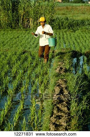A farmer applies chemical fertilizer to an early growth rice from a bucket; Philippines View Large Photo Image Stock Image - A farmer applies chemical fertilizer to an early growth rice from a bucket; Philippines. Fotosearch