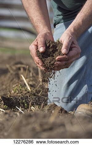 A farmer kneels in a field to check soil condition by letting the dirt flow through his cupped hands; Chelsea, Michigan, United States of America View Large Photo Image Stock Photograph - A farmer kneels in a field to check soil condition by letting the dirt flow through his cupped hands; Chelsea, Michigan, United States of America. Fotosearch