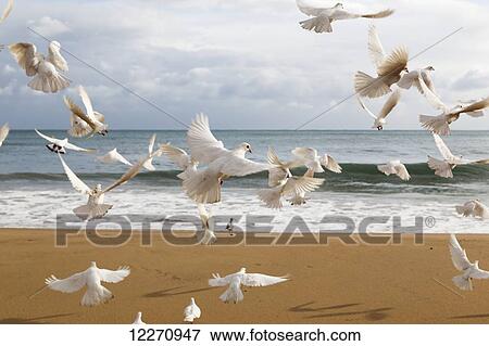 A flock of white birds takes flight on a beach at the water's edge; Benidorm, Spain View Large Photo Image Stock Photo - A flock of white birds takes flight on a beach at the water's edge; Benidorm, Spain. Fotosearch