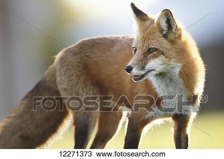 A fox with fur backlit by sunlight; Montreal, Quebec, Canada View Large Photo Image Stock Image - A fox with fur backlit by sunlight; Montreal, Quebec, Canada. Fotosearch
