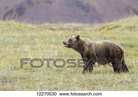 Stock Image - A grizzly bear (Ursus arctos horribilis) with mouth slightly open standing in green tundra in Denali National Park; Alaska, United States of America. Fotosearch