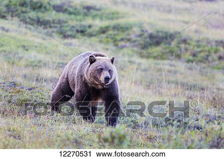 A grizzly bear (Ursus arctos horribilis) in green tundra on a hillside in Denali National Park; Alaska, United States of America View Large Photo Image Stock Image - A grizzly bear (Ursus arctos horribilis) in green tundra on a hillside in Denali National Park; Alaska, United States of America. Fotosearch