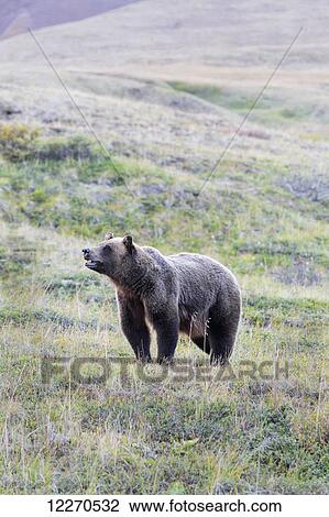 Stock Image - A grizzly bear (Ursus arctos horribilis) with mouth slightly open standing in green tundra in Denali National Park; Alaska, United States of America. Fotosearch
