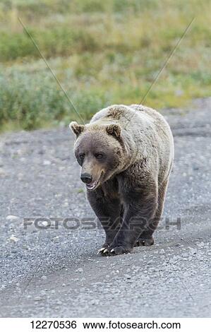 Stock Photograph - A grizzly bear (Ursus arctos horribilis) with mouth slightly open walks on the park road in Denali National Park; Alaska, United States of America. Fotosearch