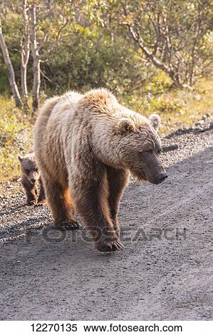 A grizzly bear (Ursus arctos horribilis) sow and cub are walking on the park road in Denali National Park, South Central Alaska; Alaska, United States of America View Large Photo Image Stock Photography - A grizzly bear (Ursus arctos horribilis) sow and cub are walking on the park road in Denali National Park, South Central Alaska; Alaska, United States of America. Fotosearch