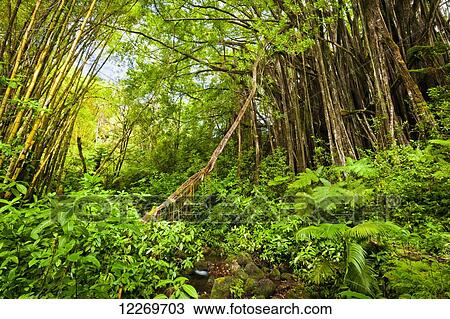 Stock Image - A huge Banyan Tree in lush green tropical rainforest at Akaka Falls State Park; Island of Hawaii, Hawaii, United States of America. Fotosearch