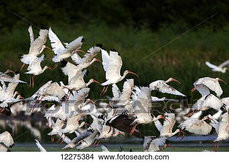 A large flock of Ibis taking off from a large wetland area with the evening sun on them; United States of America View Large Photo Image Picture - A large flock of Ibis taking off from a large wetland area with the evening sun on them; United States of America. Fotosearch