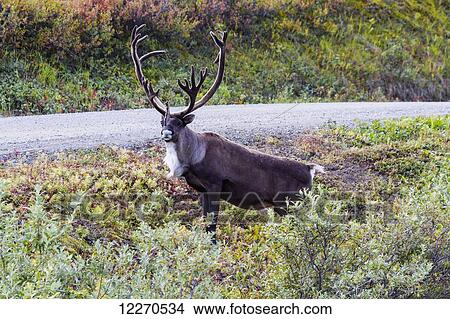 A large male Caribou stands next to the park road in Denali National Park; Alaska, United States of America View Large Photo Image Picture - A large male Caribou stands next to the park road in Denali National Park; Alaska, United States of America. Fotosearch