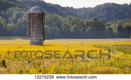 A lone silo standing in the middle of a field of golden wildflowers; Kentucky, United States of America View Large Photo Image Stock Photo - A lone silo standing in the middle of a field of golden wildflowers; Kentucky, United States of America. Fotosearch