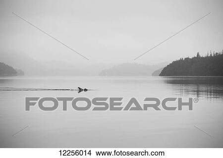 A lone swimmer swims across a calm misty lake; Ontario, Canada View Large Photo Image Picture - A lone swimmer swims across a calm misty lake; Ontario, Canada. Fotosearch