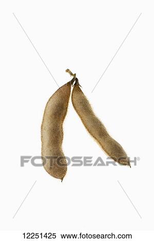 A mature, harvested soybean pod on a white background View Large Photo Image Stock Photography - A mature, harvested soybean pod on a white background. Fotosearch