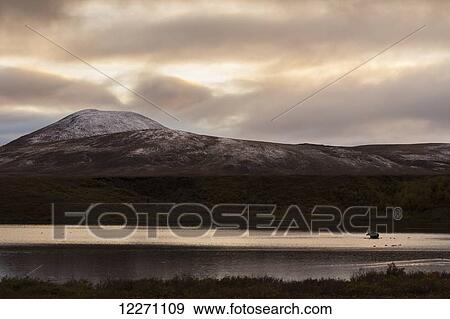A moose feeds in Two Moose Lake along the Dempster Highway, with the last light of the day lilluminating the freshly snow covered landscape; Yukon, Canada View Large Photo Image Stock Photo - A moose feeds in Two Moose Lake along the Dempster Highway, with the last light of the day lilluminating the freshly snow covered landscape; Yukon, Canada. Fotosearch