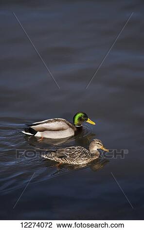 A pair of Mallards swim on the Columbia River; Astoria, Oregon, United States of America View Large Photo Image Stock Image - A pair of Mallards swim on the Columbia River; Astoria, Oregon, United States of America. Fotosearch