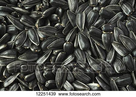 A pile of high oil commercial sunflower seeds after harvest View Large Photo Image Stock Photo - A pile of high oil commercial sunflower seeds after harvest. Fotosearch