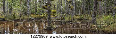 A pond lies deep within the heart of Naikoon Provincial Park near the town of Masset; Haida Gwaii, British Columbia, United States of America View Large Photo Image Stock Photo - A pond lies deep within the heart of Naikoon Provincial Park near the town of Masset; Haida Gwaii, British Columbia, United States of America. Fotosearch