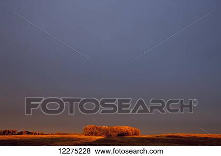 A section of trees on the edge of a wheat field glowing orange at sunset; Manitoba, Canada View Large Photo Image Stock Photo - A section of trees on the edge of a wheat field glowing orange at sunset; Manitoba, Canada. Fotosearch