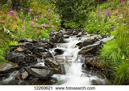 A small creek surrounded by fireweed and foliage, Chugach National Forest, Kenai Peninsula; Alaska, United States of America View Large Photo Image Stock Image - A small creek surrounded by fireweed and foliage, Chugach National Forest, Kenai Peninsula; Alaska, United States of America. Fotosearch