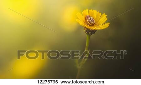 A snail in it's shell on a bright yellow flower; Sharon Valley, Israel View Large Photo Image Stock Photography - A snail in it's shell on a bright yellow flower; Sharon Valley, Israel. Fotosearch