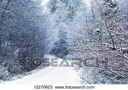 Stock Image - A snow covered road lined with frosty trees; Chilliwack, British Columbia, Canada. Fotosearch