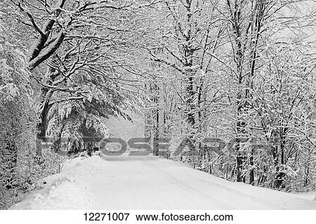 A snow covered road lined with leafless trees in winter; Brome Lake, Quebec, Canada View Large Photo Image Stock Photo - A snow covered road lined with leafless trees in winter; Brome Lake, Quebec, Canada. Fotosearch