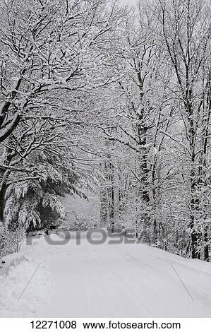 A snow covered road lined with leafless trees in winter; Brome Lake, Quebec, Canada View Large Photo Image Stock Photo - A snow covered road lined with leafless trees in winter; Brome Lake, Quebec, Canada. Fotosearch