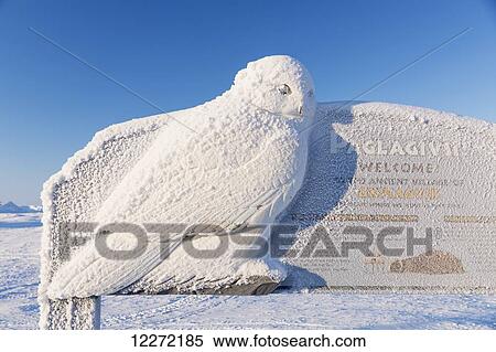 Stock Photography - A Snowy Owl on the welcome to Barrow sign covered in hoar frost and shining in the sunlight with blue sky; Barrow, Alaska, United States of America. Fotosearch