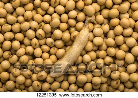 Stock Photography - A soybean pod laying on a pile of dried, mature soybeans. Fotosearch
