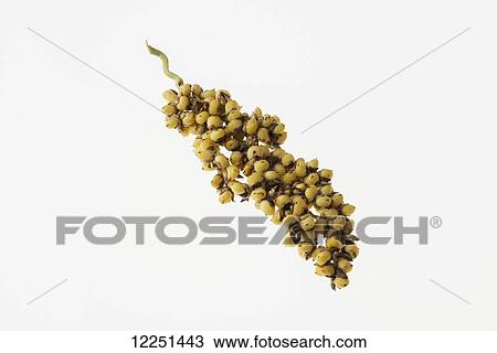 Stock Image - A sprig of white grain sorghum on a white background. Fotosearch