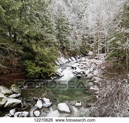 A stream flows through a forest lightly dusted with snow; Chilliwack, British Columbia, Canada View Large Photo Image Stock Photograph - A stream flows through a forest lightly dusted with snow; Chilliwack, British Columbia, Canada. Fotosearch