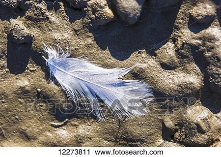 Stock Image - A white bird feather on the muddy riverbank of the Noatak River; Noatak, Alaska, United States of America. Fotosearch